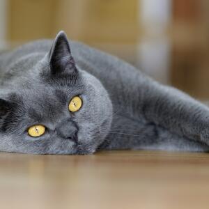 bendy cat