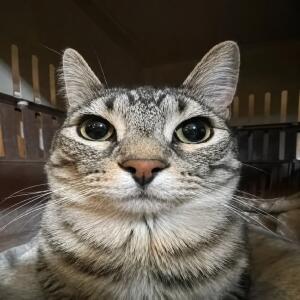 Cats