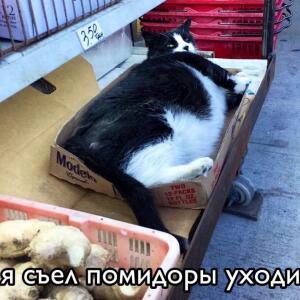 Мемы года