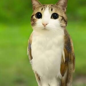 Meowl