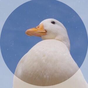 люблю  гусей  (❁´◡`❁)