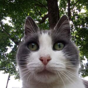 GibCat