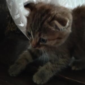 Котарик