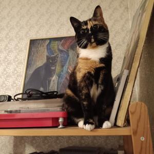 Мемчики с котиками