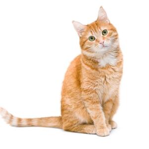 Любитель Котов :)