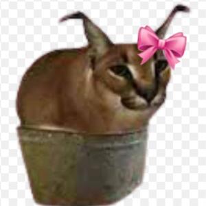 Debilka