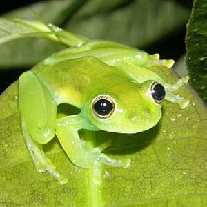 Frog🐸