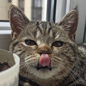 Мемный Котик🔧