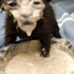 любитель котят