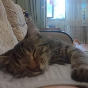 Кот спит. Просто спит