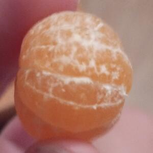 Мини мандарин