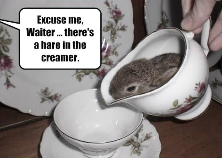 нет, вам кажется, это определённо не заяц в креманке