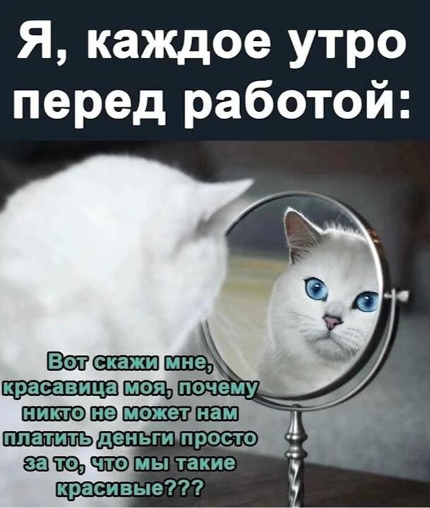 Белый кот смотрит в зеркало и спрашивает, почему никто не платит за то, что они красивые