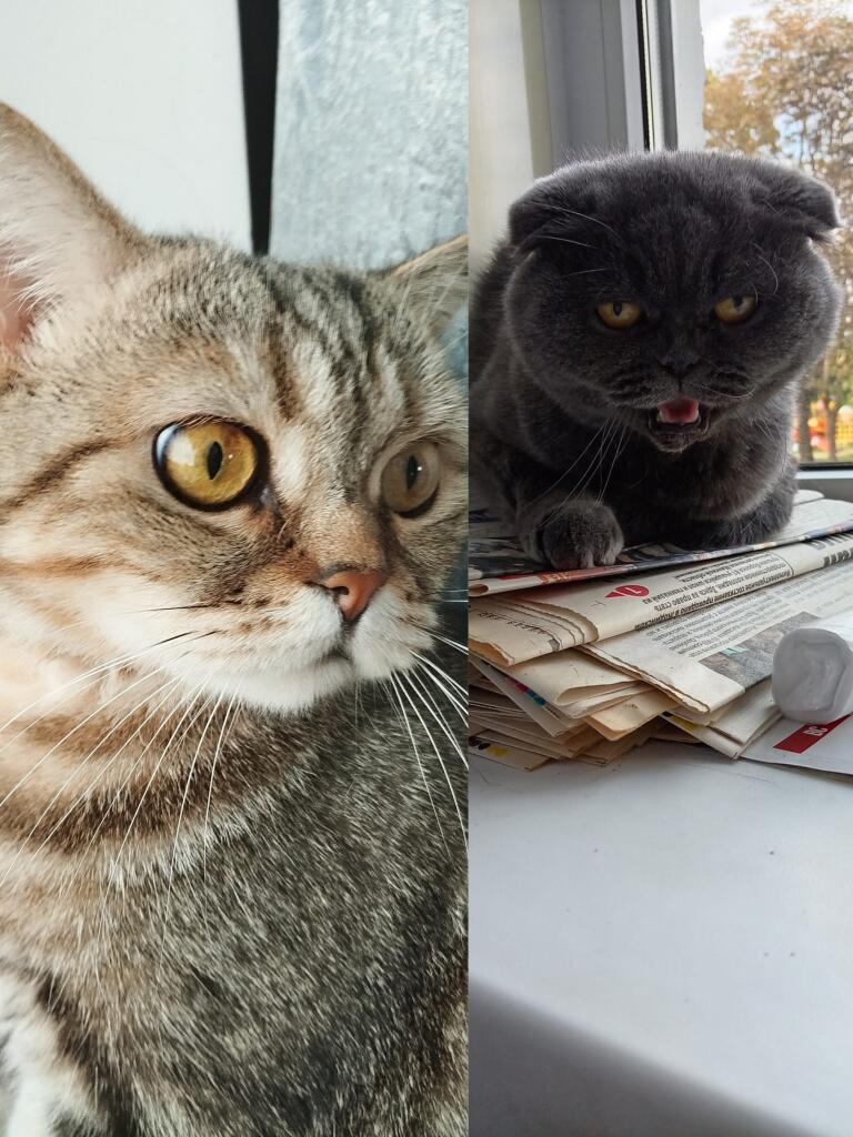 Серая темная кошка это котофейка бруня это которая полосатая бруня ты...