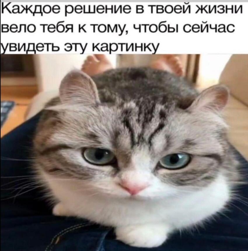 Кот с осуждающим выражением морды лежит на коленях, сверху надпись про решения в жизни