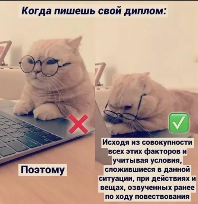 Кот в очках сидит за ноутбуком, изображая усердную работу над дипломом и сонное состояние