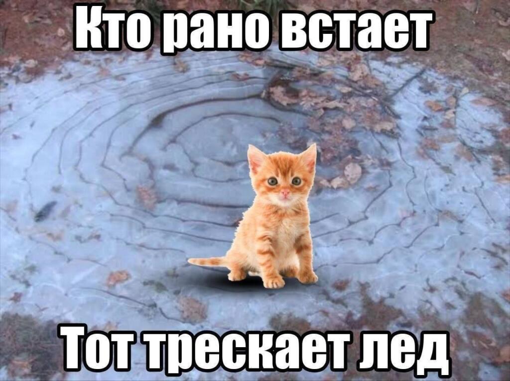 Рыжий котенок сидит на замерзшем озере, надпись Кто рано встает тот трескает лед