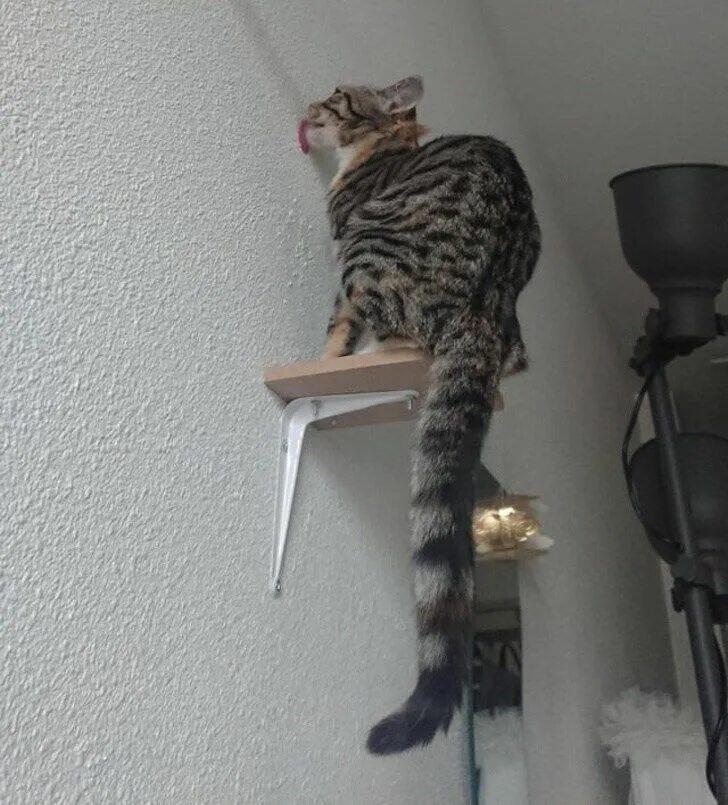 Фото котализатор