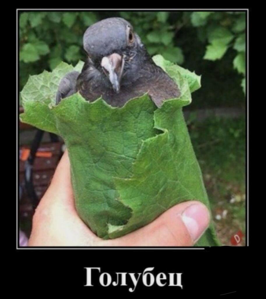 Голубь, завернутый в большой зеленый лист, как в шаурму