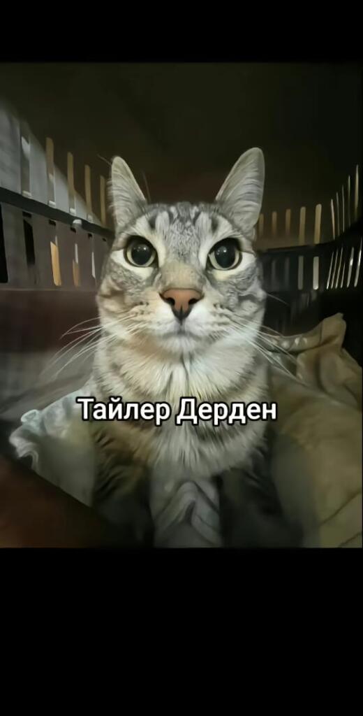 Когда спрашивают : кто это сделал?! :