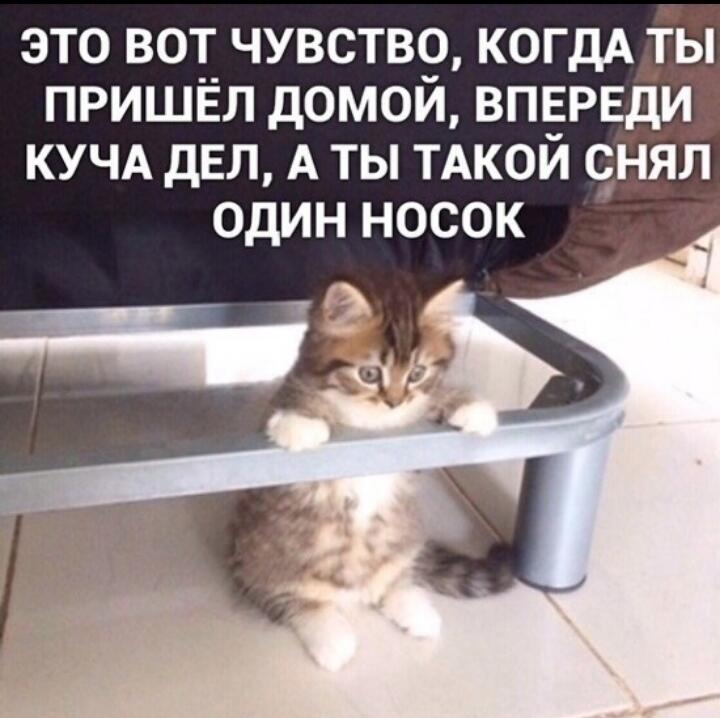 Мем от Хаски на пальме