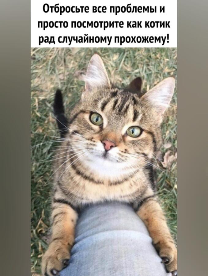 Мем от Хаски на пальме