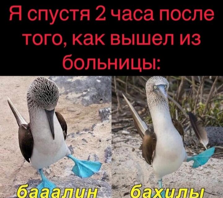 Мем от Хаски на пальме