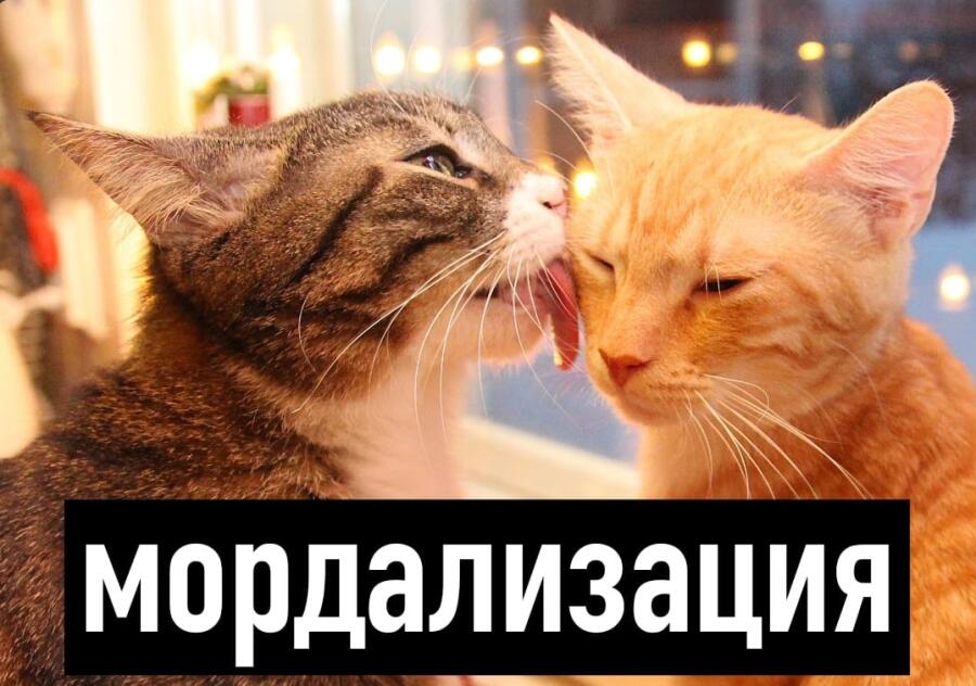 Мем от Mellens