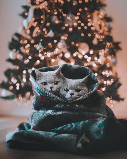 С Новым годом!💙