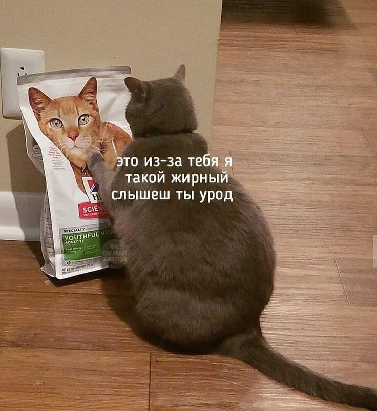 Мем с котом
