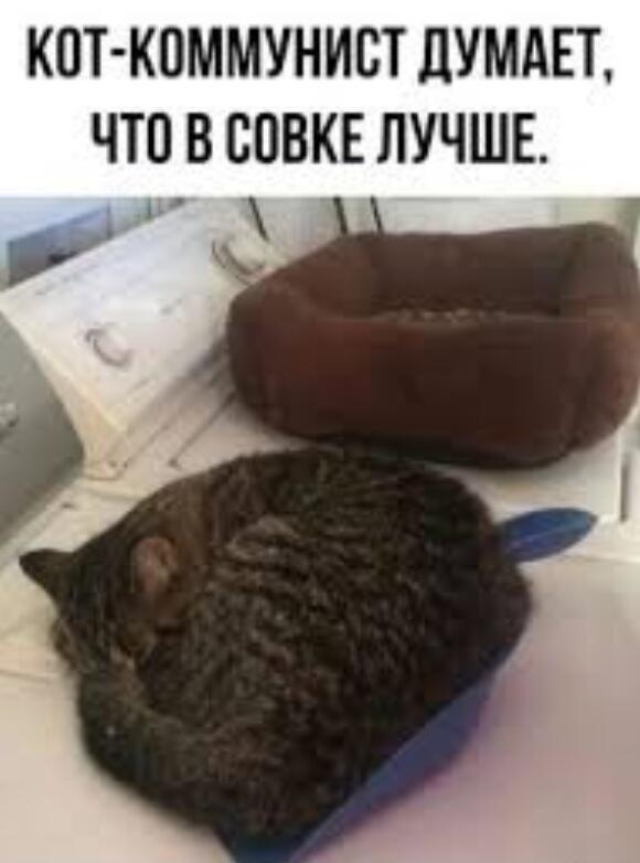 Мем от Коточай