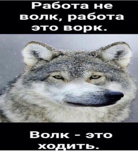 Волк всегда будет актуален 🐺