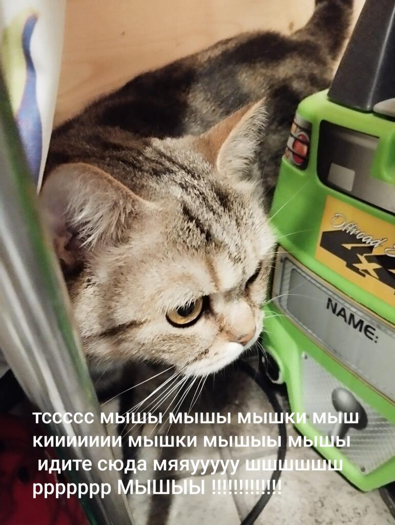 Полосатый кот сидит рядом с зеленой игрушкой и кричит: 'Мыши