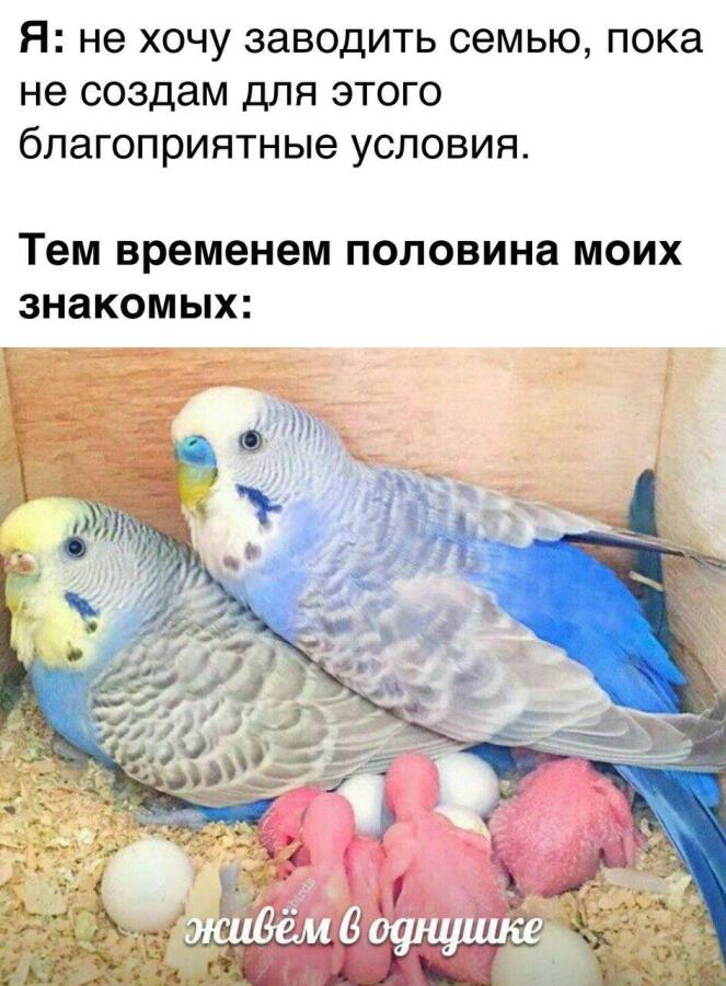 Мем без подписи