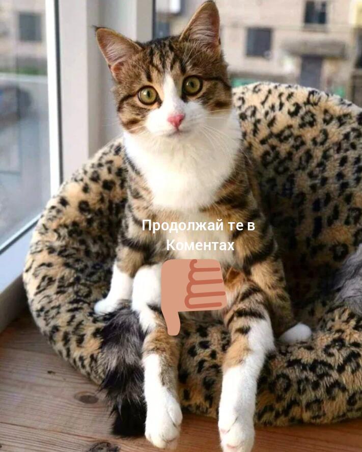 Будь как дома котик я не в чём не откажу 
я не в чём не откажу я нев чём не откажу коль желаешь Вискас в миске 
Коль ж