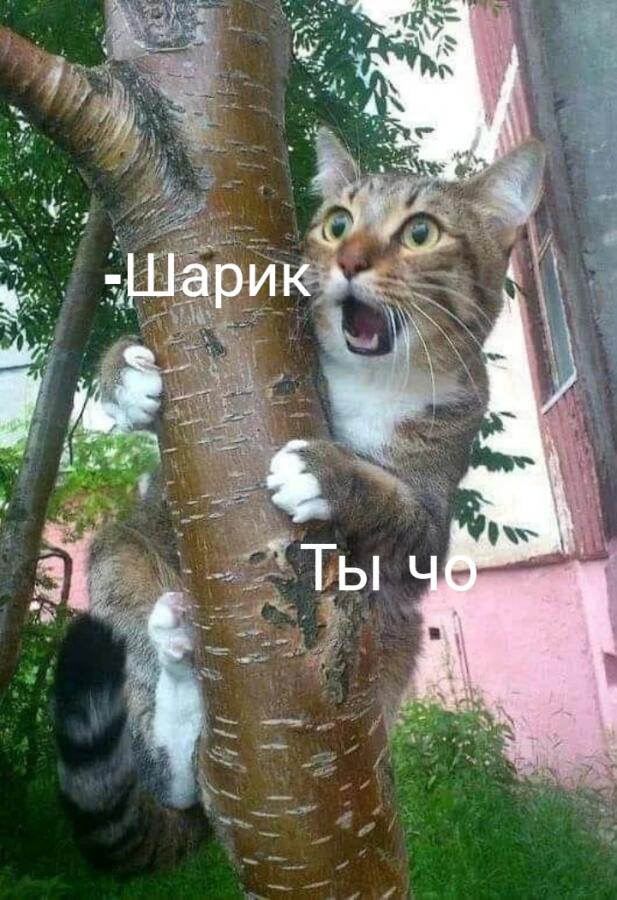Шарик