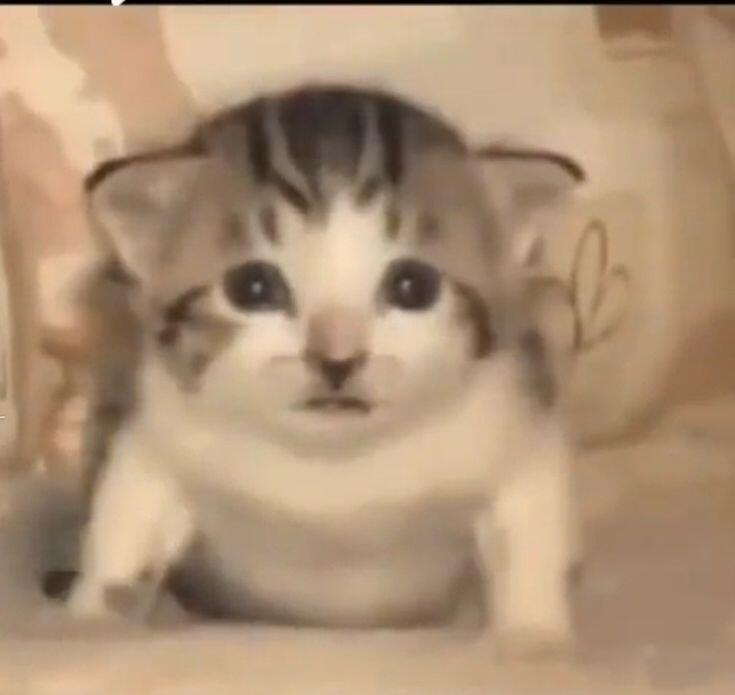 Кошка :*мяукает* 
Я: я не насыплю тебе корма ты уже ела и в миске ещё есть корм,и не думай что-то упадёт на пол и ты съ