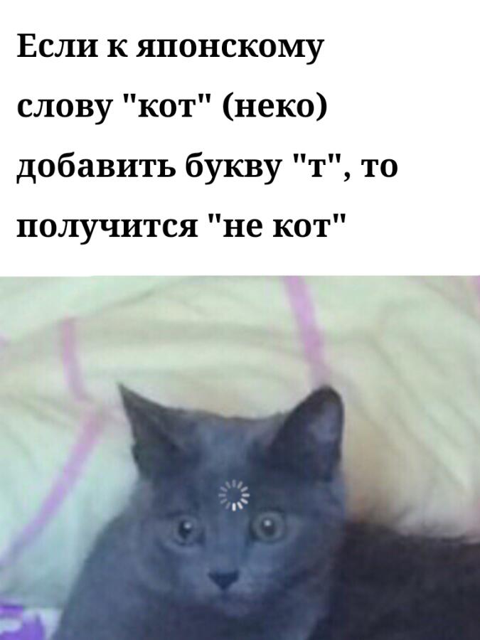 Теперь вы знаете, что коты в Японии — не коты¯\_(ツ)_/¯