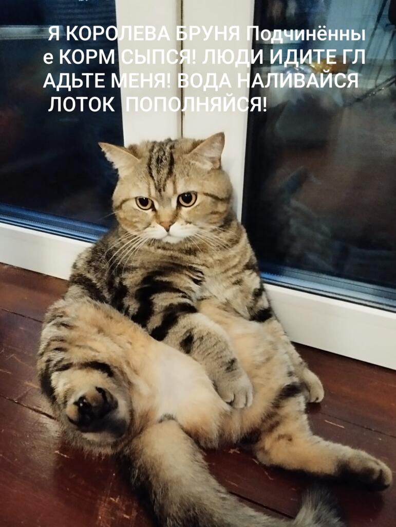 Мем без подписи