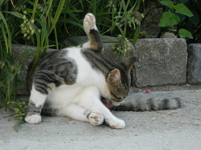Кот ест себя