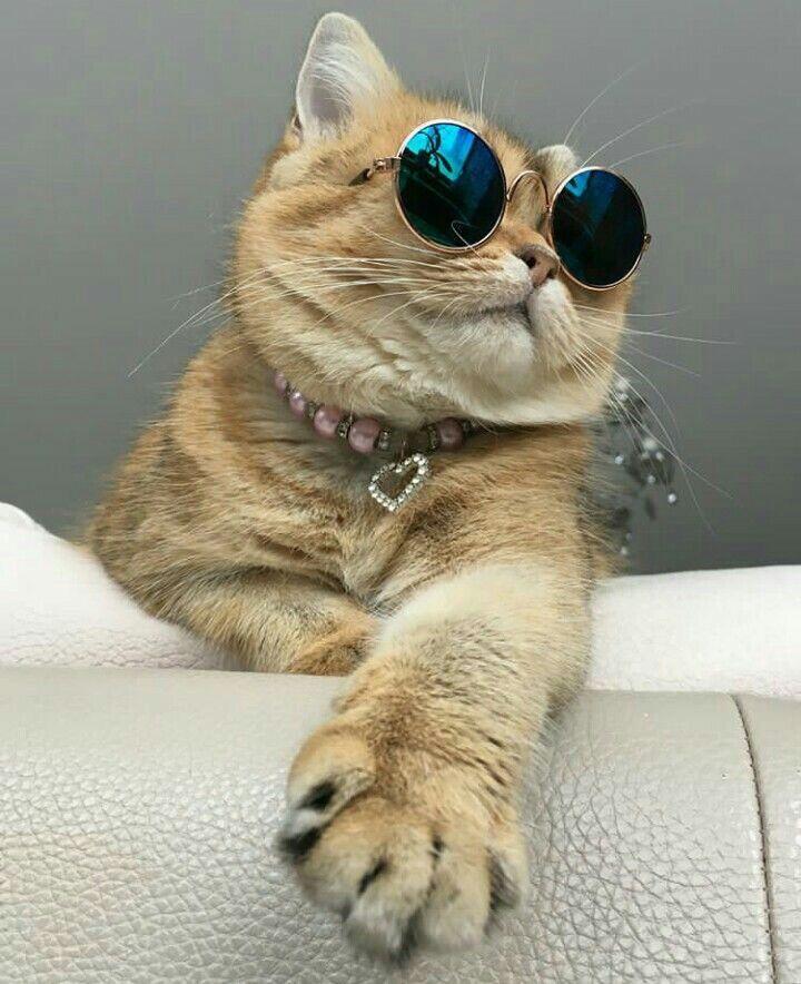 мой кот когда украл сосиску у соседа