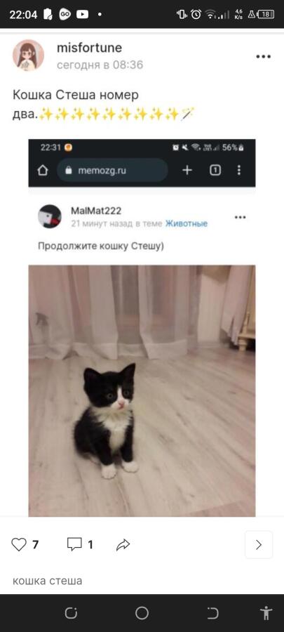 Кошка Стеша номер три