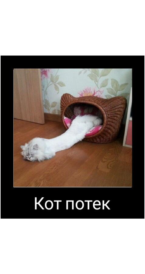 Кошку из прошлого поста зовут Ириска. Молодцы те кто угадали, а те кто не угадали не расстраивайтесь. 
Мини голосование