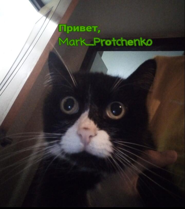 По просьбе Mark_Prоtchеnko я решила сделать голосование. Каким сделать следующий пост.?
1.мем
2.знакомство с питомц