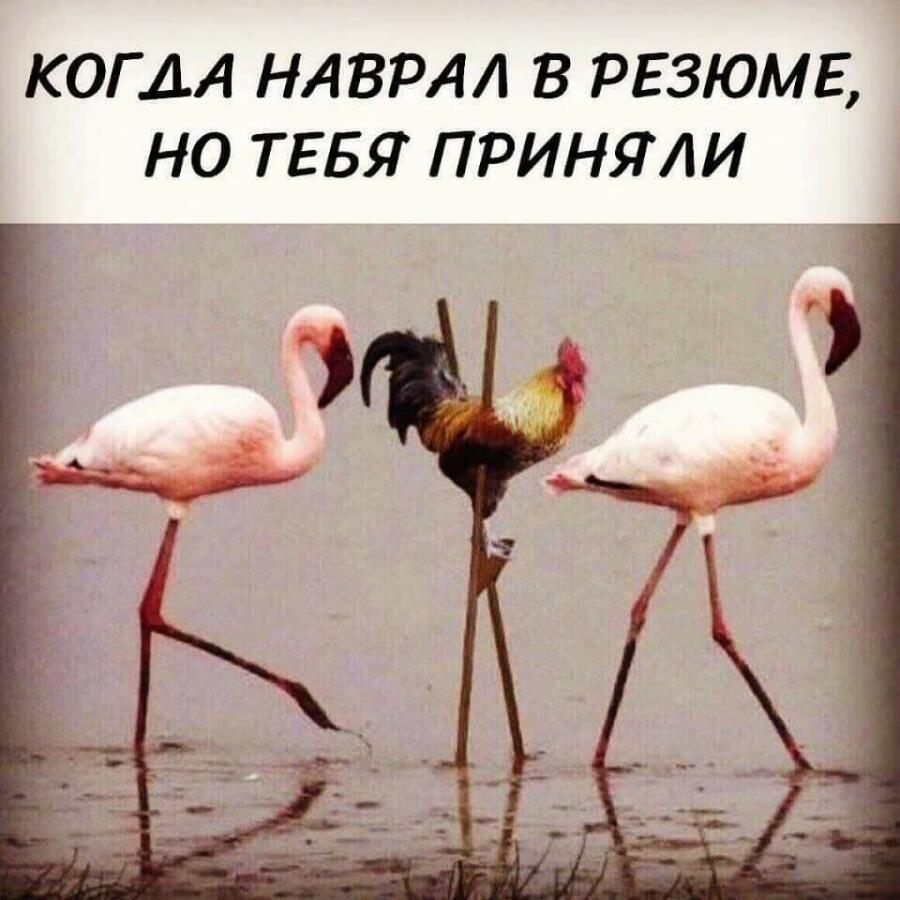 плов: когда наврал в резюме, но тебя приняли
