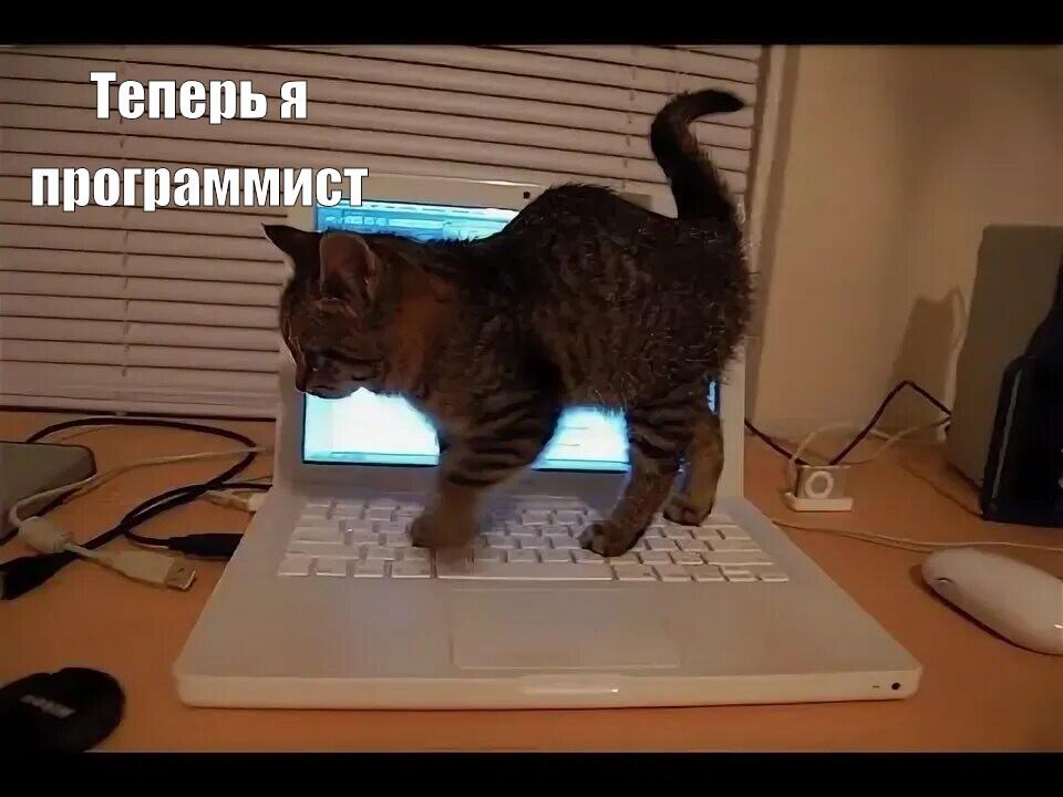 Мем с котом