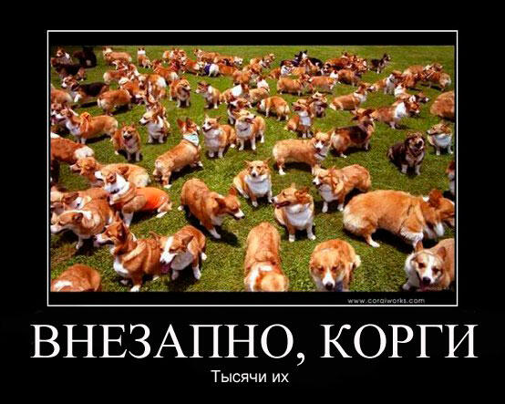 Совсем нет мемов с корги. Непорядок
