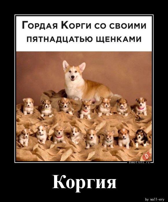 Мем от Lord of the Corgi
