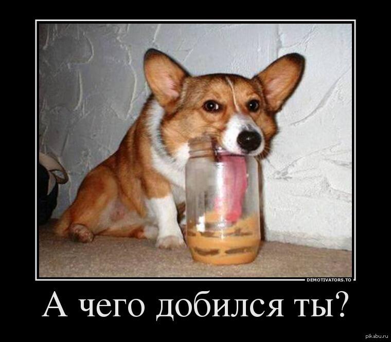 Даже корги чего-то добился