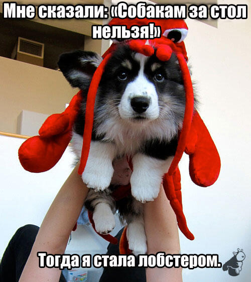 Мем без подписи